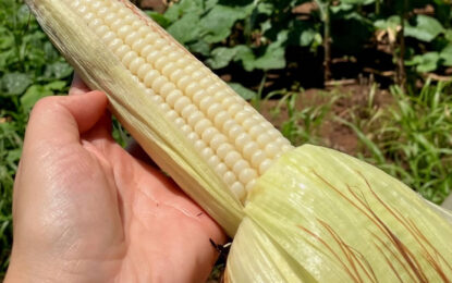 Día Mundial de la Agricultura: reconociendo a quienes alimentan al mundo