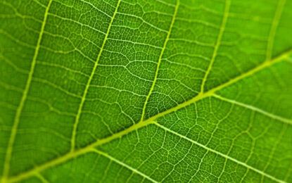 En el Día Mundial del Medio Ambiente, Siemens presenta avances clave hacia un futuro más sostenible