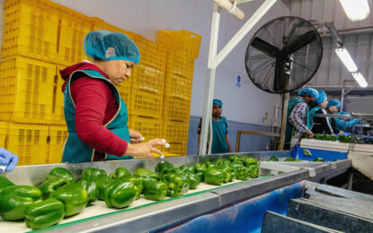 México avanza hacia la exportación de bell pepper a Japón: consulta pública en marcha