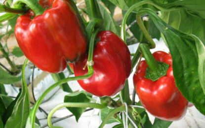 Japón abre su mercado al chile bell mexicano tras 16 años de negociaciones