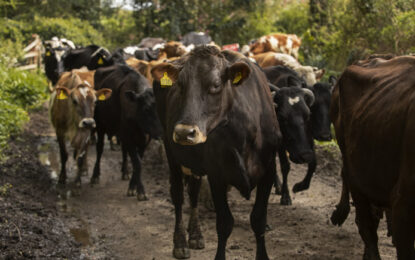 Restricciones a la movilización de ganado ponen en riesgo la producción nacional de carne: AMEG