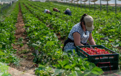 Productores de granos se movilizan en 20 estados; CNA pide acciones urgentes ante crisis del campo mexicano