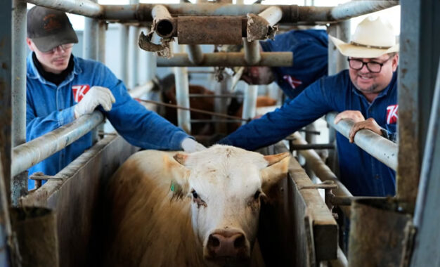 CNA reconoce labor de SENASICA en la contención del Gusano Barrenador del Ganado