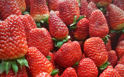 El dictamen final de Estados Unidos contra la fresa mexicana podría salir a mediados de año