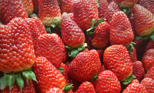 El dictamen final de Estados Unidos contra la fresa mexicana podría salir a mediados de año