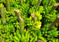 La modernización del TLCUEM abre oportunidades para el sector agroalimentario: CNA